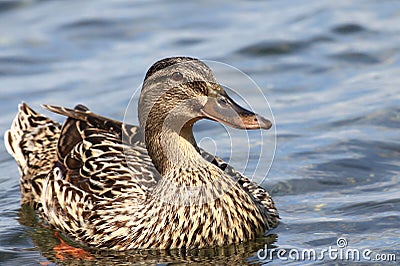 Germanic goose Stock Photo