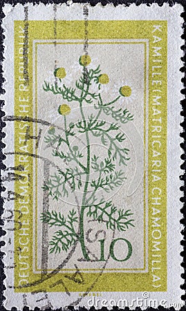 GERMANY, DDR - CIRCA 1960 : a postage stamp from Germany, GDR showing a flowering native medicinal plant a real chamomile, Matric Editorial Stock Photo