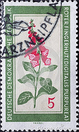 GERMANY, DDR - CIRCA 1960 : a postage stamp from Germany, GDR showing a flowering native medicinal plant a red foxglove, digitali Editorial Stock Photo