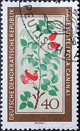 GERMANY, DDR - CIRCA 1960 : a postage stamp from Germany, GDR showing a flowering native medicinal plant the rose hip, Rosa canin Editorial Stock Photo