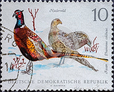 GERMANY, DDR - CIRCA 1968: a postage stamp from Germany, GDR showing small game: common pheasant Editorial Stock Photo