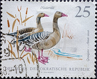 GERMANY, DDR - CIRCA 1968: a postage stamp from Germany, GDR showing small game: Greylag geese Editorial Stock Photo