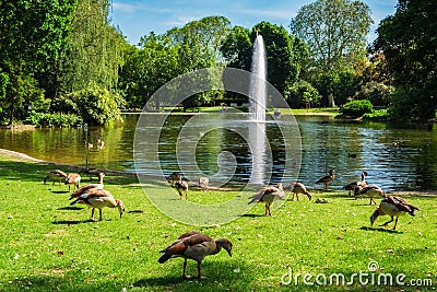Germany - Ducks Having Lunch in the Park - Wiesbaden Stock Photo