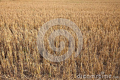 Germany, harvested field Stock Photo