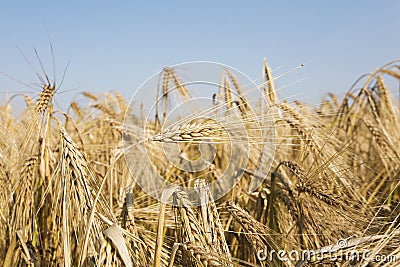 Germany, Rye field, ripe, rye Stock Photo