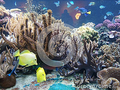 Germany Sealife Stock Photo