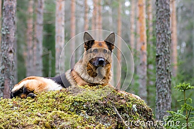 Germany Sheep-dog Stock Photo