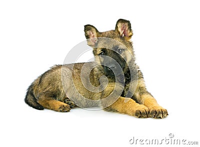 Germany sheep-dog puppy Stock Photo