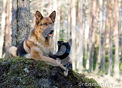 Germany Sheep-dog with puppy Stock Photo