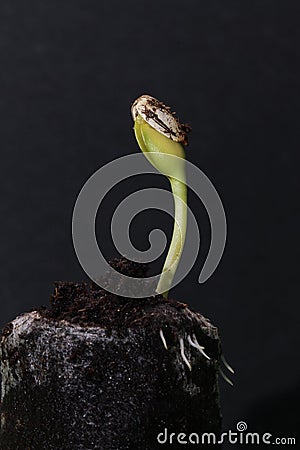 Germinate Stock Photo