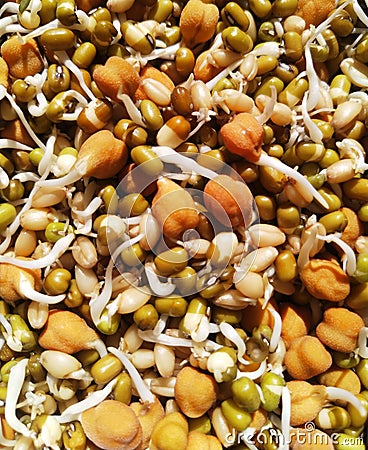 Germinated bengal grams,green gram and wheats background. Stock Photo