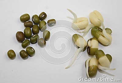 Germinated and dry mung bean pieces comparsion on white background Stock Photo