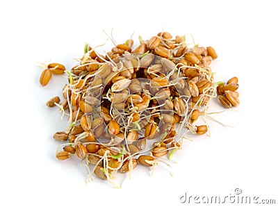 Germinated grains of wheat. Stock Photo