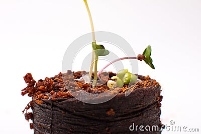 germinated micro-green seeds. Stock Photo