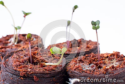 germinated micro-green seeds. Stock Photo