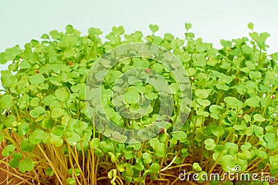 Germinated micro-greens of rukola indau, background, Eruca Stock Photo