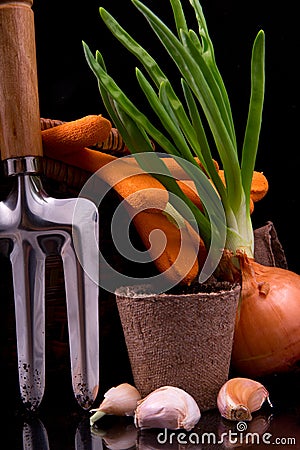 Germinated onion, garlic, basket, rakes and peat pot with soil f Stock Photo