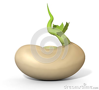 Germinating Bean Close Up Perspective Stock Photo