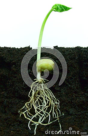 Germinating bean seed Stock Photo