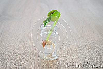 Germinating bean in a glass Stock Photo