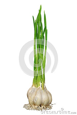 Germinating garlic Stock Photo