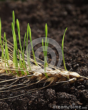 Germinating grain Stock Photo