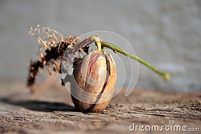 Germinating oak acorn before planting Stock Photo