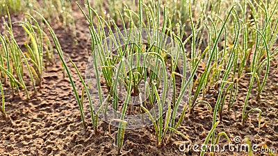 Germinating onion seedlings in the field Stock Photo