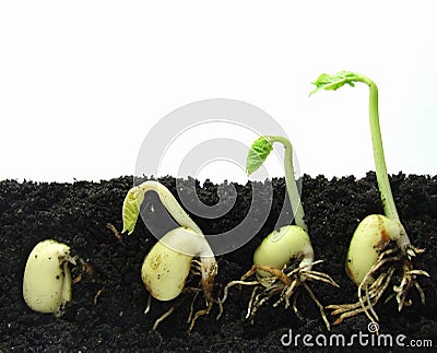 Germinating plants Stock Photo