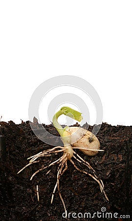 Germinating seed Stock Photo