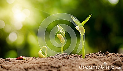 Germinating seed to sprout of nut Stock Photo