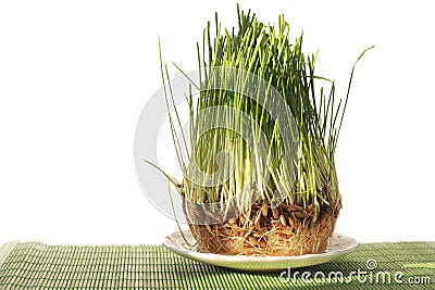 light schedule for germinating seeds light schedule for germinating seeds