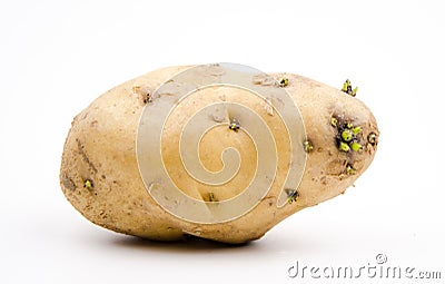 Germination of potatoes Stock Photo