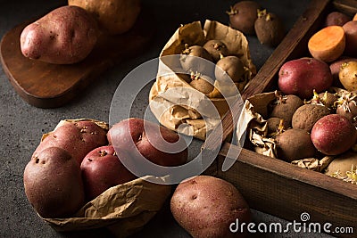 Germination of sprouts on potatoes for planting in the ground Stock Photo