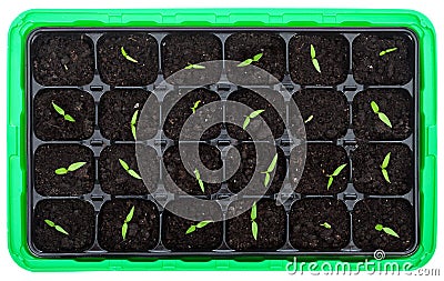 Germination tray with small seedlings Stock Photo