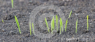 Germination of wheat from the soil. Young sprouts of barley on the field. Panorama of a germinating grain row Stock Photo