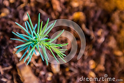 Germling of giant sequoia brown soil green leafs Stock Photo