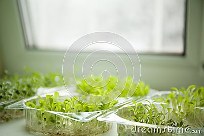 Germs of micro greens on the windowsill Stock Photo