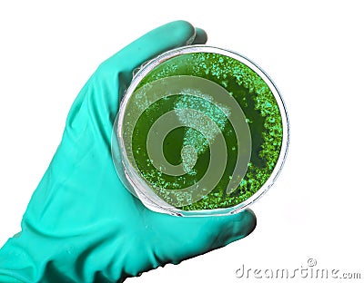 Germs in the shape of America in a petri dish.(series) Stock Photo