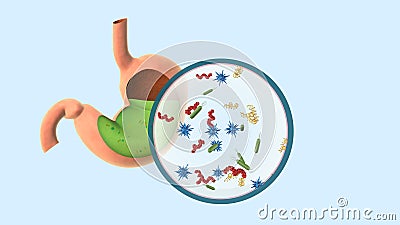 Germs In Stomach Cause To Stomachache And Food Poisoning Stock Photo