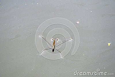 Gerridae Water bug pond skater jesus bug Stock Photo