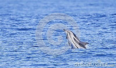Gestreepte Dolfijn, Striped Dolphin, Stenella coeruleoalba Stock Photo