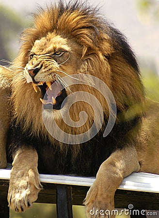 Lion roaring and showing his very long and sharp teeth. Stock Photo