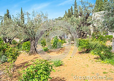 Gethsemane garden, Mount of Olives, Jerusalem Israel. Biblical place where Jesus prayed before his betrayal and capture Stock Photo