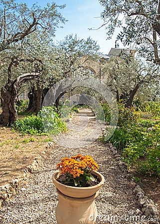 Gethsemane garden, Mount of Olives, Jerusalem Israel. Biblical place where Jesus prayed before his betrayal and capture Stock Photo