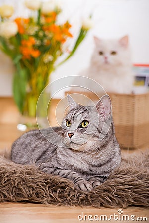 Two cats in a living room Stock Photo