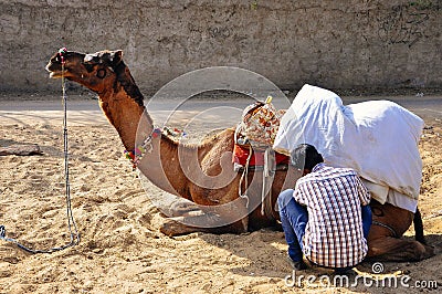 Getting a camel ready in Pushkar, India. Editorial Stock Photo