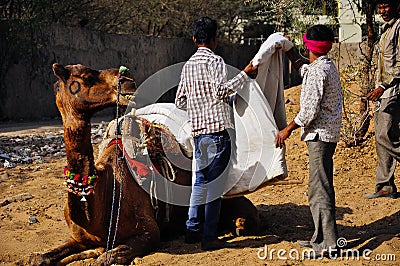 Getting a camel ready in Pushkar, India. Editorial Stock Photo