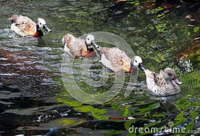 Getting Ducks In A Row Stock Photo