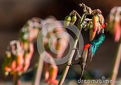 Getting sweet nectar. Stock Photo